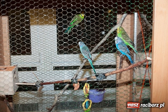 Zdjęcie w galerii na portalu naszraciborz.pl: Dzień Otwartych Drzwi w Szkole Podstawowej  nr 18  wiadomości z regionu