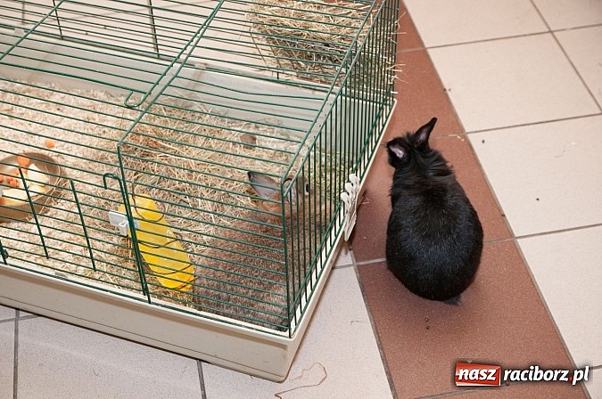 Zdjęcie w galerii na portalu naszraciborz.pl: Dzień Otwartych Drzwi w Szkole Podstawowej  nr 18  wiadomości z regionu