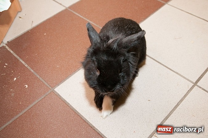 Zdjęcie w galerii na portalu naszraciborz.pl: Dzień Otwartych Drzwi w Szkole Podstawowej  nr 18  wiadomości z regionu