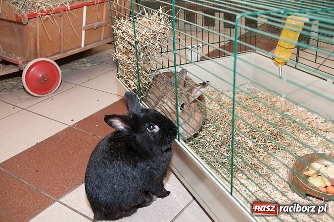 Zdjęcie w galerii na portalu naszraciborz.pl: Dzień Otwartych Drzwi w Szkole Podstawowej  nr 18  wiadomości z regionu