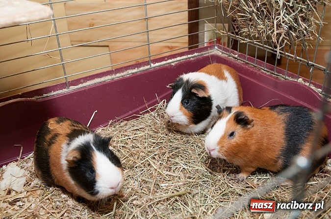 Zdjęcie w galerii na portalu naszraciborz.pl: Dzień Otwartych Drzwi w Szkole Podstawowej  nr 18  wiadomości z regionu