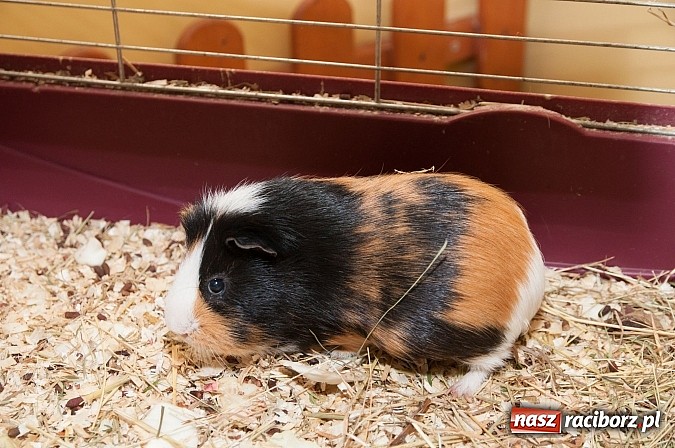 Zdjęcie w galerii na portalu naszraciborz.pl: Dzień Otwartych Drzwi w Szkole Podstawowej  nr 18  wiadomości z regionu