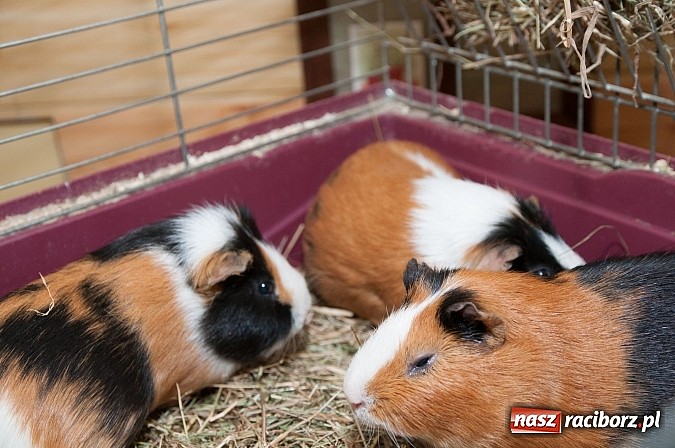 Zdjęcie w galerii na portalu naszraciborz.pl: Dzień Otwartych Drzwi w Szkole Podstawowej  nr 18  wiadomości z regionu