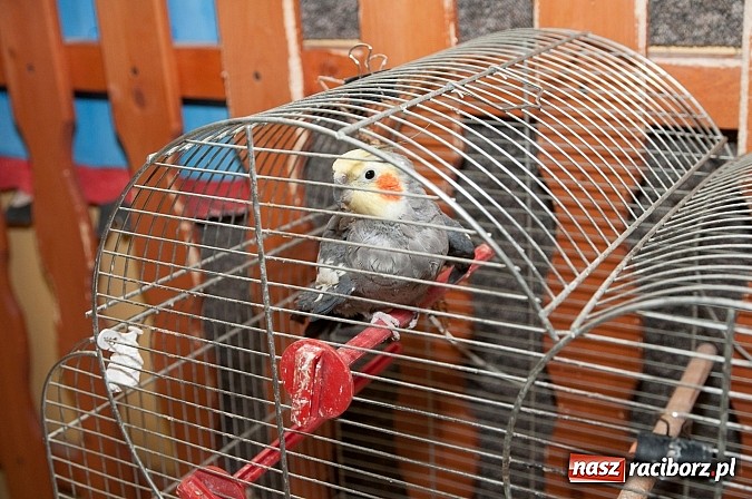 Zdjęcie w galerii na portalu naszraciborz.pl: Dzień Otwartych Drzwi w Szkole Podstawowej  nr 18  wiadomości z regionu