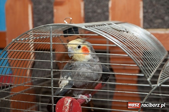 Zdjęcie w galerii na portalu naszraciborz.pl: Dzień Otwartych Drzwi w Szkole Podstawowej  nr 18  wiadomości z regionu