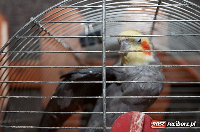 Zdjęcie w galerii na portalu naszraciborz.pl: Dzień Otwartych Drzwi w Szkole Podstawowej  nr 18  wiadomości z regionu