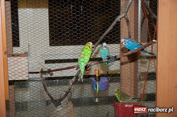 Zdjęcie w galerii na portalu naszraciborz.pl: Dzień Otwartych Drzwi w Szkole Podstawowej  nr 18  wiadomości z regionu