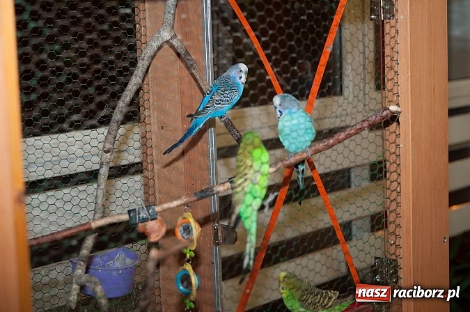 Zdjęcie w galerii na portalu naszraciborz.pl: Dzień Otwartych Drzwi w Szkole Podstawowej  nr 18  wiadomości z regionu