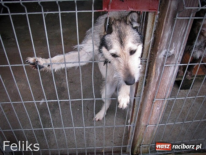 Zdjęcie w galerii na portalu naszraciborz.pl: Na ratunek czworonogom - Sprawdź jak pracują wolontariusze OTOZ Animals Racibórz wiadomości z regionu