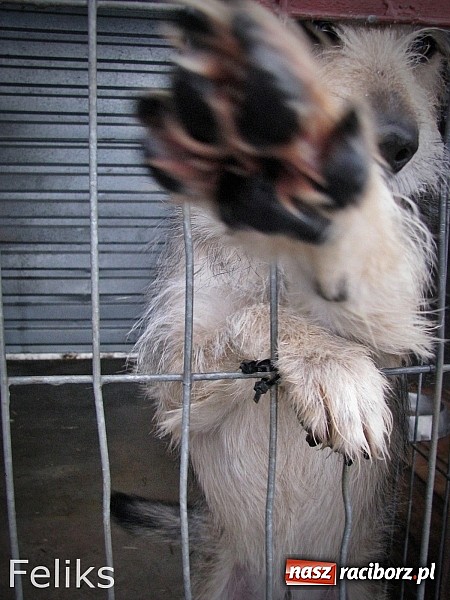 Zdjęcie w galerii na portalu naszraciborz.pl: Na ratunek czworonogom - Sprawdź jak pracują wolontariusze OTOZ Animals Racibórz wiadomości z regionu