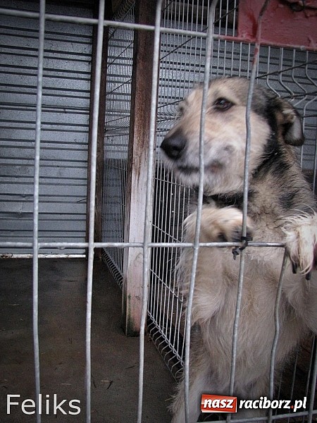 Zdjęcie w galerii na portalu naszraciborz.pl: Na ratunek czworonogom - Sprawdź jak pracują wolontariusze OTOZ Animals Racibórz wiadomości z regionu