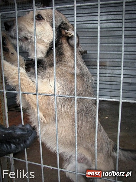 Zdjęcie w galerii na portalu naszraciborz.pl: Na ratunek czworonogom - Sprawdź jak pracują wolontariusze OTOZ Animals Racibórz wiadomości z regionu