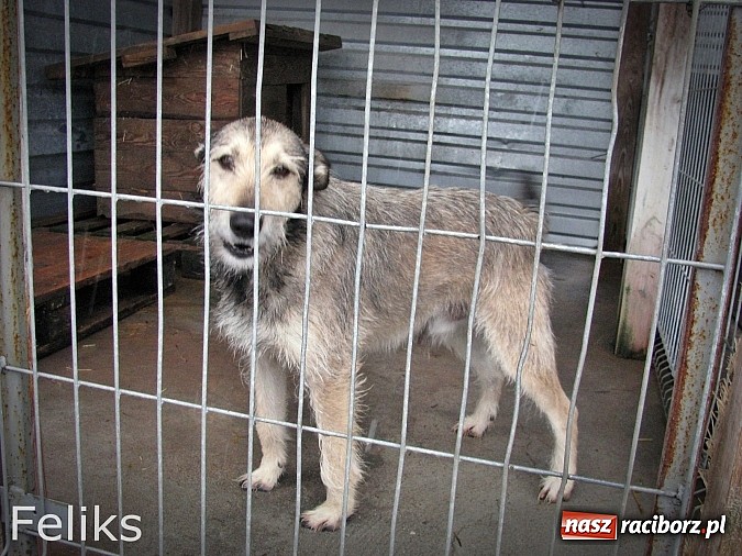 Zdjęcie w galerii na portalu naszraciborz.pl: Na ratunek czworonogom - Sprawdź jak pracują wolontariusze OTOZ Animals Racibórz wiadomości z regionu