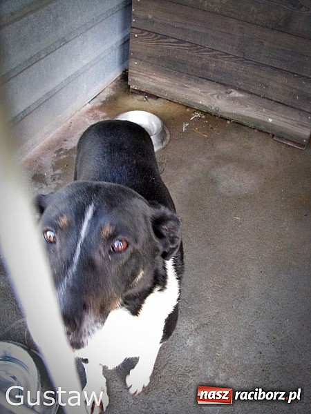 Zdjęcie w galerii na portalu naszraciborz.pl: Na ratunek czworonogom - Sprawdź jak pracują wolontariusze OTOZ Animals Racibórz wiadomości z regionu