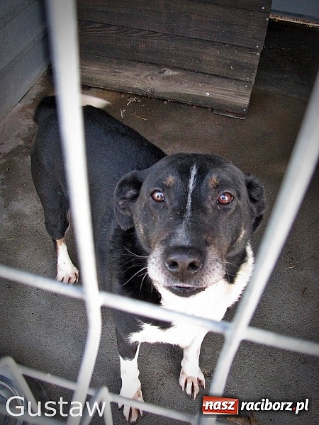 Zdjęcie w galerii na portalu naszraciborz.pl: Na ratunek czworonogom - Sprawdź jak pracują wolontariusze OTOZ Animals Racibórz wiadomości z regionu