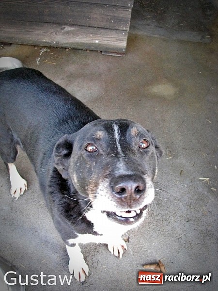 Zdjęcie w galerii na portalu naszraciborz.pl: Na ratunek czworonogom - Sprawdź jak pracują wolontariusze OTOZ Animals Racibórz wiadomości z regionu