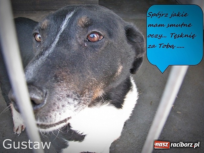 Zdjęcie w galerii na portalu naszraciborz.pl: Na ratunek czworonogom - Sprawdź jak pracują wolontariusze OTOZ Animals Racibórz wiadomości z regionu