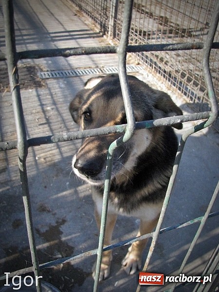 Zdjęcie w galerii na portalu naszraciborz.pl: Na ratunek czworonogom - Sprawdź jak pracują wolontariusze OTOZ Animals Racibórz wiadomości z regionu