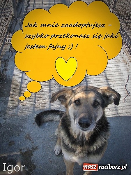 Zdjęcie w galerii na portalu naszraciborz.pl: Na ratunek czworonogom - Sprawdź jak pracują wolontariusze OTOZ Animals Racibórz wiadomości z regionu