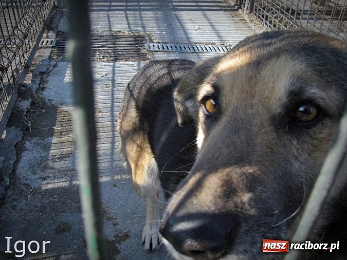 Zdjęcie w galerii na portalu naszraciborz.pl: Na ratunek czworonogom - Sprawdź jak pracują wolontariusze OTOZ Animals Racibórz wiadomości z regionu