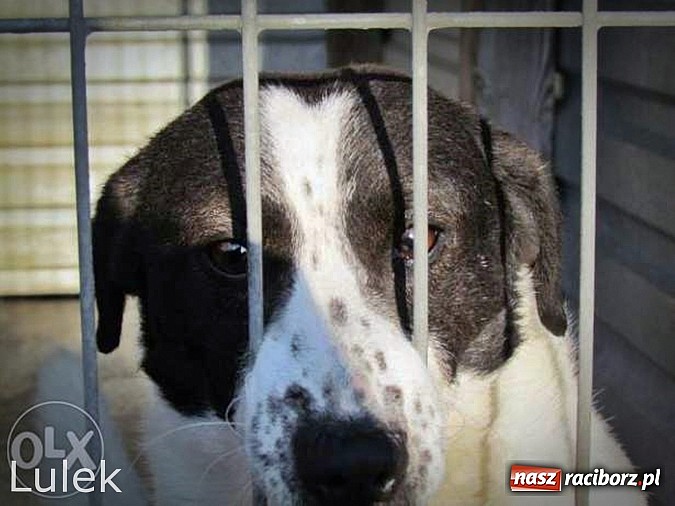 Zdjęcie w galerii na portalu naszraciborz.pl: Na ratunek czworonogom - Sprawdź jak pracują wolontariusze OTOZ Animals Racibórz wiadomości z regionu