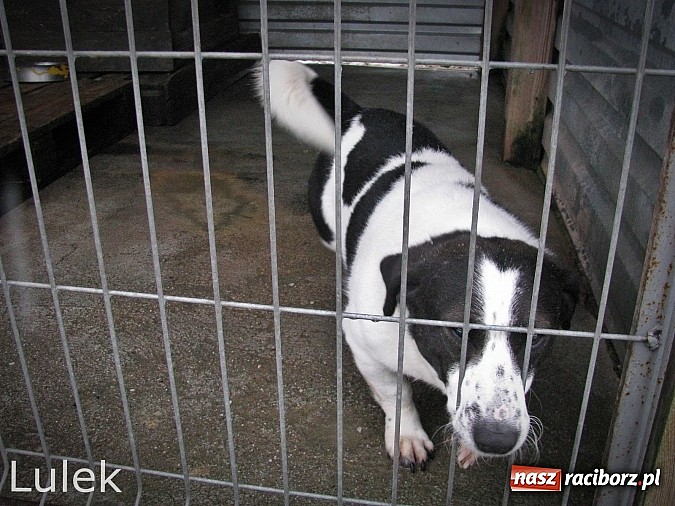 Zdjęcie w galerii na portalu naszraciborz.pl: Na ratunek czworonogom - Sprawdź jak pracują wolontariusze OTOZ Animals Racibórz wiadomości z regionu