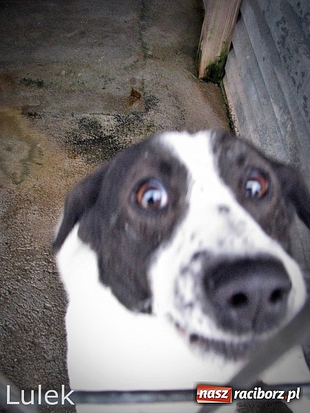 Zdjęcie w galerii na portalu naszraciborz.pl: Na ratunek czworonogom - Sprawdź jak pracują wolontariusze OTOZ Animals Racibórz wiadomości z regionu