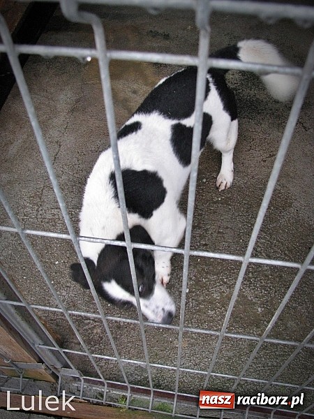 Zdjęcie w galerii na portalu naszraciborz.pl: Na ratunek czworonogom - Sprawdź jak pracują wolontariusze OTOZ Animals Racibórz wiadomości z regionu