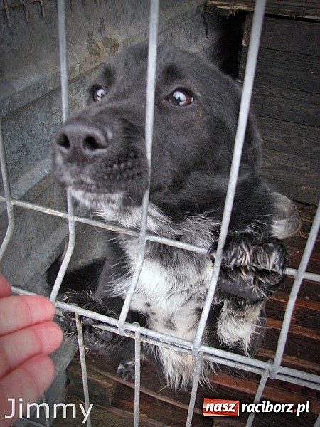 Zdjęcie w galerii na portalu naszraciborz.pl: Na ratunek czworonogom - Sprawdź jak pracują wolontariusze OTOZ Animals Racibórz wiadomości z regionu