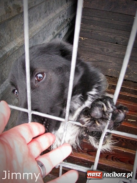 Zdjęcie w galerii na portalu naszraciborz.pl: Na ratunek czworonogom - Sprawdź jak pracują wolontariusze OTOZ Animals Racibórz wiadomości z regionu