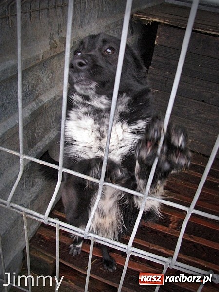 Zdjęcie w galerii na portalu naszraciborz.pl: Na ratunek czworonogom - Sprawdź jak pracują wolontariusze OTOZ Animals Racibórz wiadomości z regionu