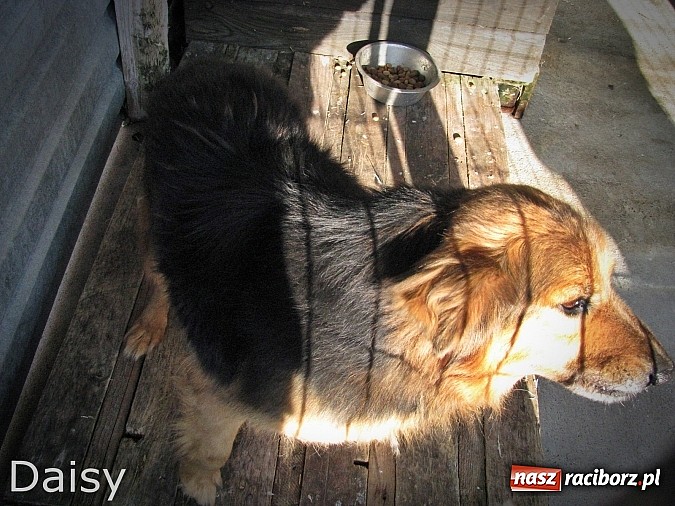 Zdjęcie w galerii na portalu naszraciborz.pl: Na ratunek czworonogom - Sprawdź jak pracują wolontariusze OTOZ Animals Racibórz wiadomości z regionu