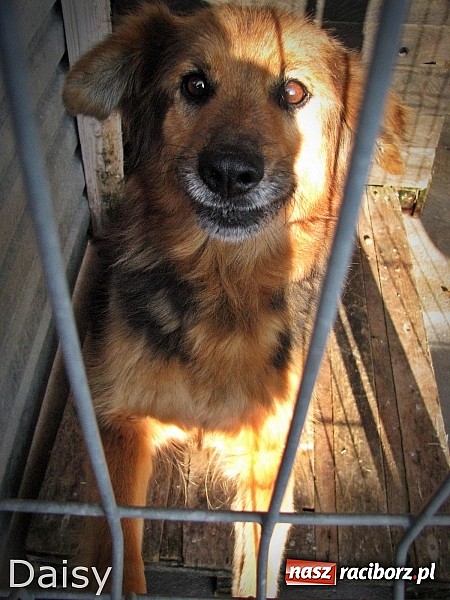 Zdjęcie w galerii na portalu naszraciborz.pl: Na ratunek czworonogom - Sprawdź jak pracują wolontariusze OTOZ Animals Racibórz wiadomości z regionu
