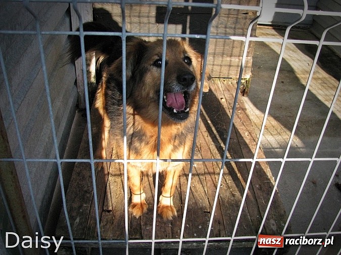 Zdjęcie w galerii na portalu naszraciborz.pl: Na ratunek czworonogom - Sprawdź jak pracują wolontariusze OTOZ Animals Racibórz wiadomości z regionu