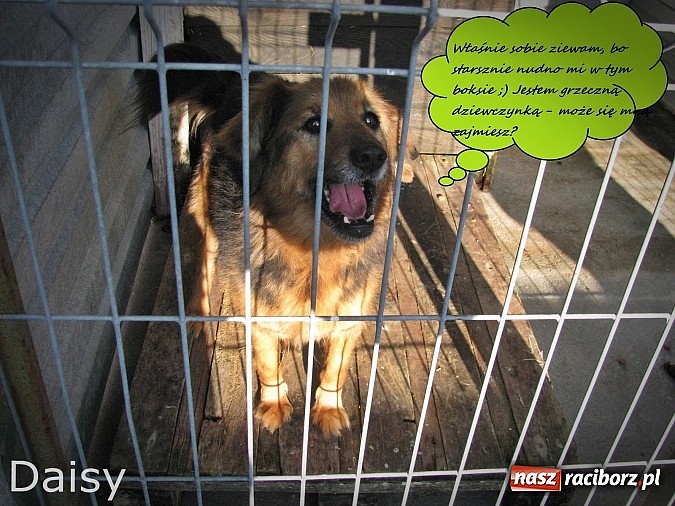 Zdjęcie w galerii na portalu naszraciborz.pl: Na ratunek czworonogom - Sprawdź jak pracują wolontariusze OTOZ Animals Racibórz wiadomości z regionu