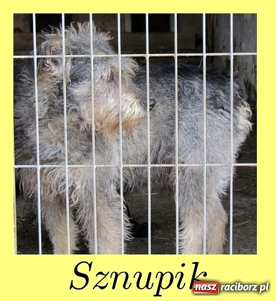 Zdjęcie w galerii na portalu naszraciborz.pl: Na ratunek czworonogom - Sprawdź jak pracują wolontariusze OTOZ Animals Racibórz wiadomości z regionu