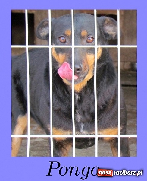 Zdjęcie w galerii na portalu naszraciborz.pl: Na ratunek czworonogom - Sprawdź jak pracują wolontariusze OTOZ Animals Racibórz wiadomości z regionu