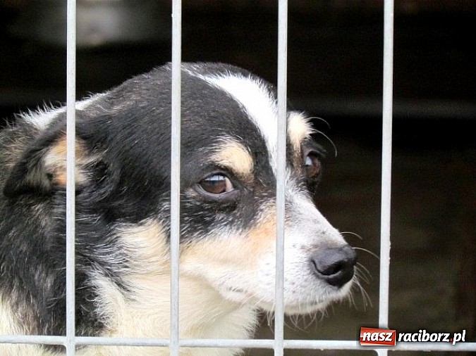 Zdjęcie w galerii na portalu naszraciborz.pl: Na ratunek czworonogom - Sprawdź jak pracują wolontariusze OTOZ Animals Racibórz wiadomości z regionu