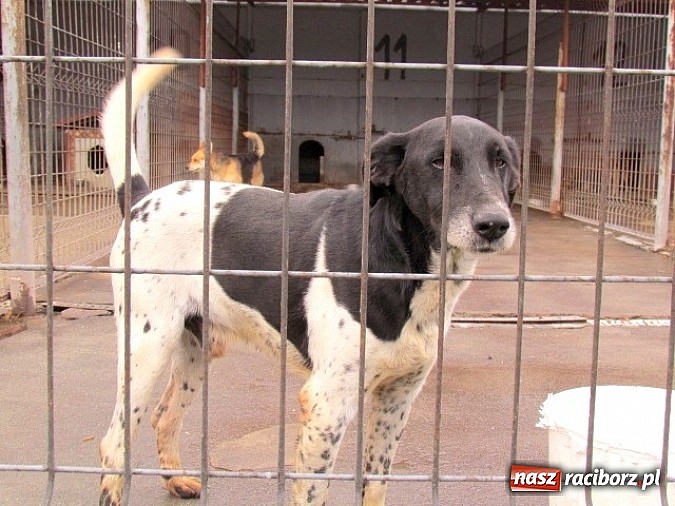 Zdjęcie w galerii na portalu naszraciborz.pl: Na ratunek czworonogom - Sprawdź jak pracują wolontariusze OTOZ Animals Racibórz wiadomości z regionu
