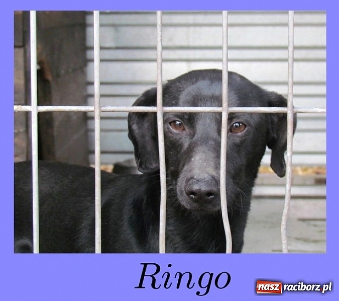 Zdjęcie w galerii na portalu naszraciborz.pl: Na ratunek czworonogom - Sprawdź jak pracują wolontariusze OTOZ Animals Racibórz wiadomości z regionu