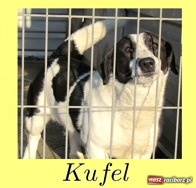 Zdjęcie w galerii na portalu naszraciborz.pl: Na ratunek czworonogom - Sprawdź jak pracują wolontariusze OTOZ Animals Racibórz wiadomości z regionu