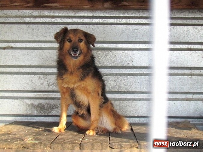 Zdjęcie w galerii na portalu naszraciborz.pl: Na ratunek czworonogom - Sprawdź jak pracują wolontariusze OTOZ Animals Racibórz wiadomości z regionu