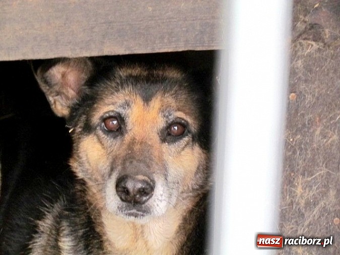 Zdjęcie w galerii na portalu naszraciborz.pl: Na ratunek czworonogom - Sprawdź jak pracują wolontariusze OTOZ Animals Racibórz wiadomości z regionu