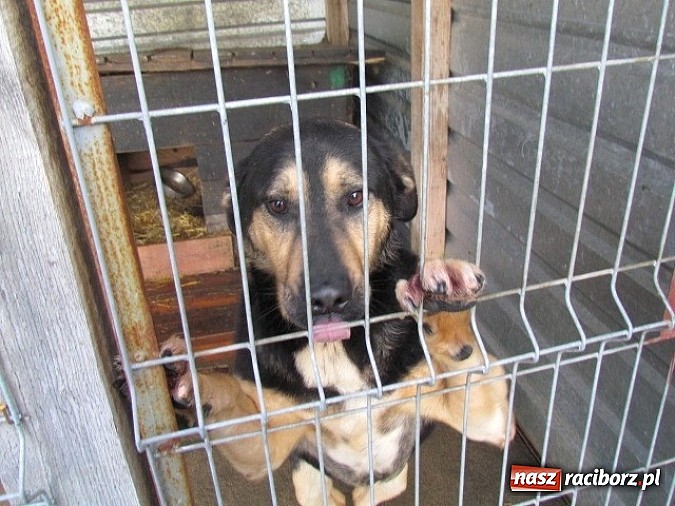 Zdjęcie w galerii na portalu naszraciborz.pl: Na ratunek czworonogom - Sprawdź jak pracują wolontariusze OTOZ Animals Racibórz wiadomości z regionu