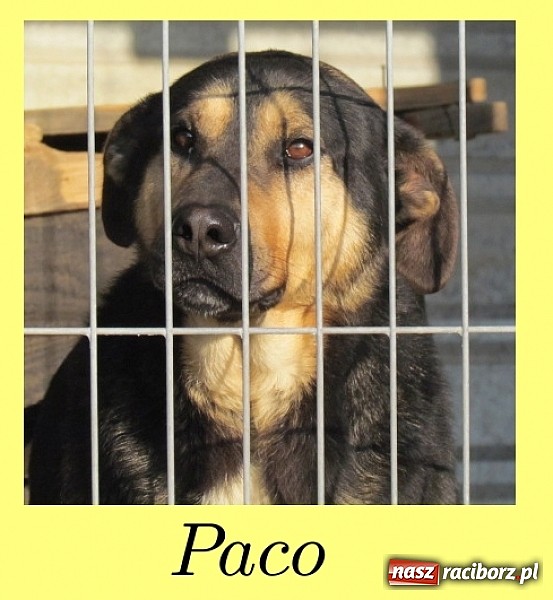 Zdjęcie w galerii na portalu naszraciborz.pl: Na ratunek czworonogom - Sprawdź jak pracują wolontariusze OTOZ Animals Racibórz wiadomości z regionu