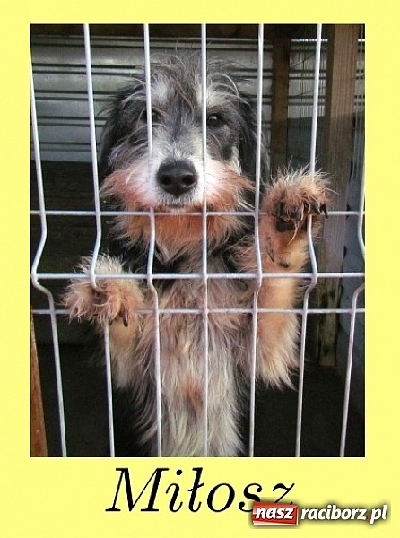 Zdjęcie w galerii na portalu naszraciborz.pl: Na ratunek czworonogom - Sprawdź jak pracują wolontariusze OTOZ Animals Racibórz wiadomości z regionu