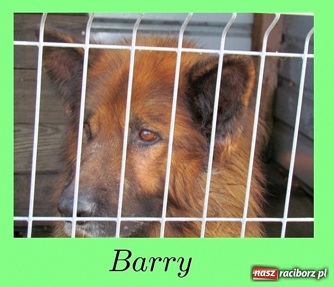 Zdjęcie w galerii na portalu naszraciborz.pl: Na ratunek czworonogom - Sprawdź jak pracują wolontariusze OTOZ Animals Racibórz wiadomości z regionu