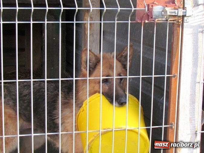 Zdjęcie w galerii na portalu naszraciborz.pl: Na ratunek czworonogom - Sprawdź jak pracują wolontariusze OTOZ Animals Racibórz wiadomości z regionu