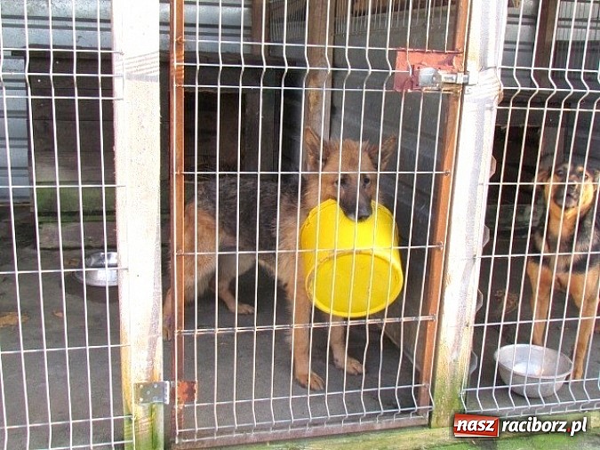 Zdjęcie w galerii na portalu naszraciborz.pl: Na ratunek czworonogom - Sprawdź jak pracują wolontariusze OTOZ Animals Racibórz wiadomości z regionu