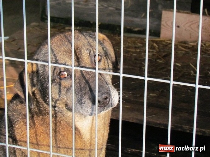 Zdjęcie w galerii na portalu naszraciborz.pl: Na ratunek czworonogom - Sprawdź jak pracują wolontariusze OTOZ Animals Racibórz wiadomości z regionu